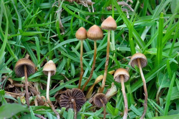 Buy Psilocybe mexicana online Texas - Image 3