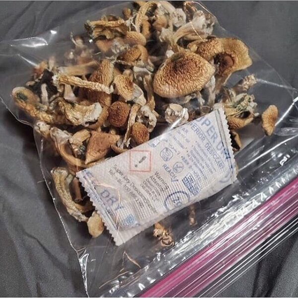 Buy Psilocybe mexicana online Texas - Image 2