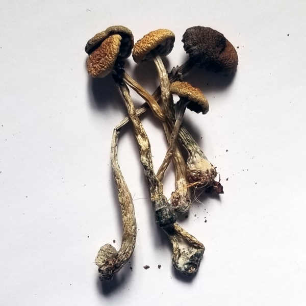 Buy Psilocybe mexicana online Texas