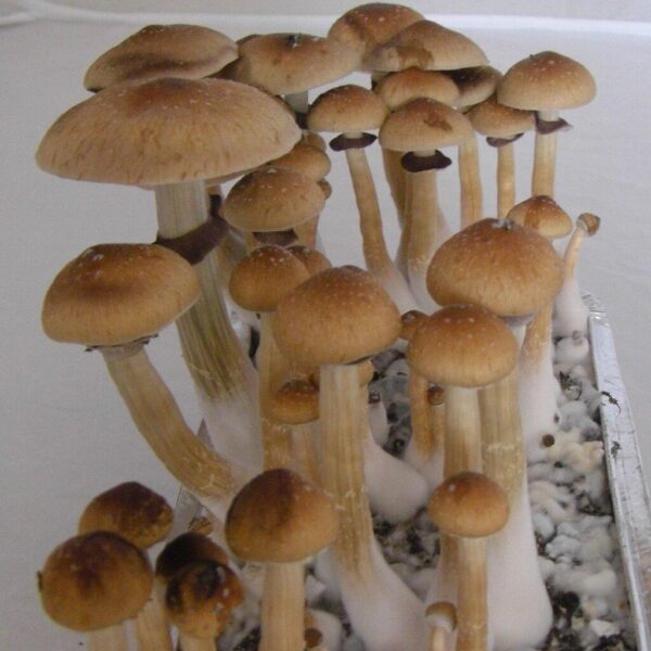 Buy Psilocybe cubensis USA