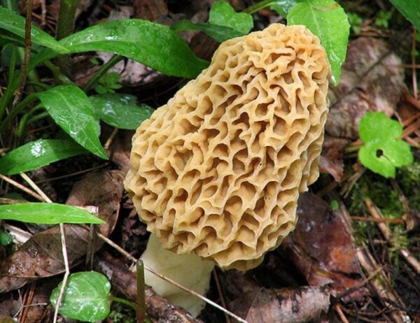 Buy Nutritious Morel Mushrooms Spores USA