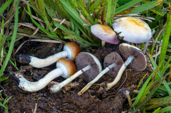 Buy Psilocybe Cubensis Spores Online USA - Image 2