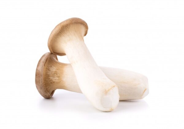 Buy King Oyster Mushrooms online USA