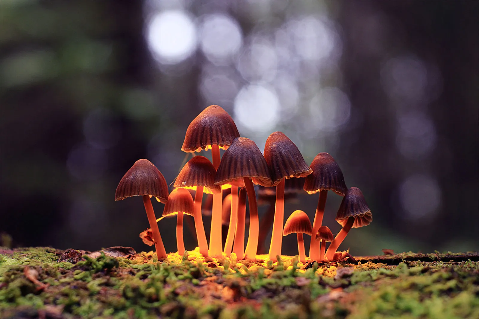 What is psychedelic mushroom – buy online